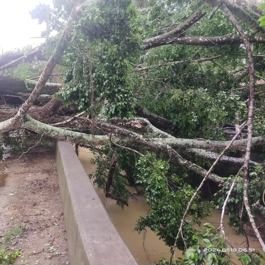 Pohon Tumbang Tutup Akses Jalan Kalurahan Janten